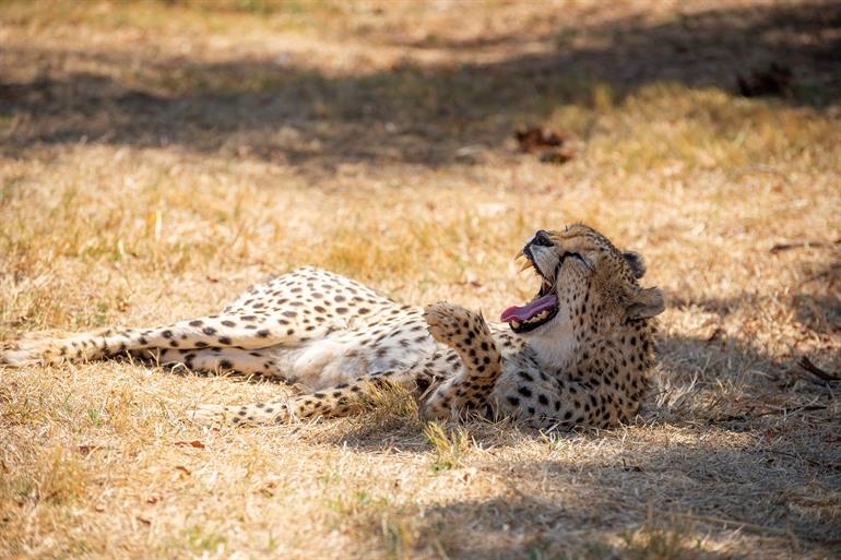 Cheetahs in het Kidepo National Park