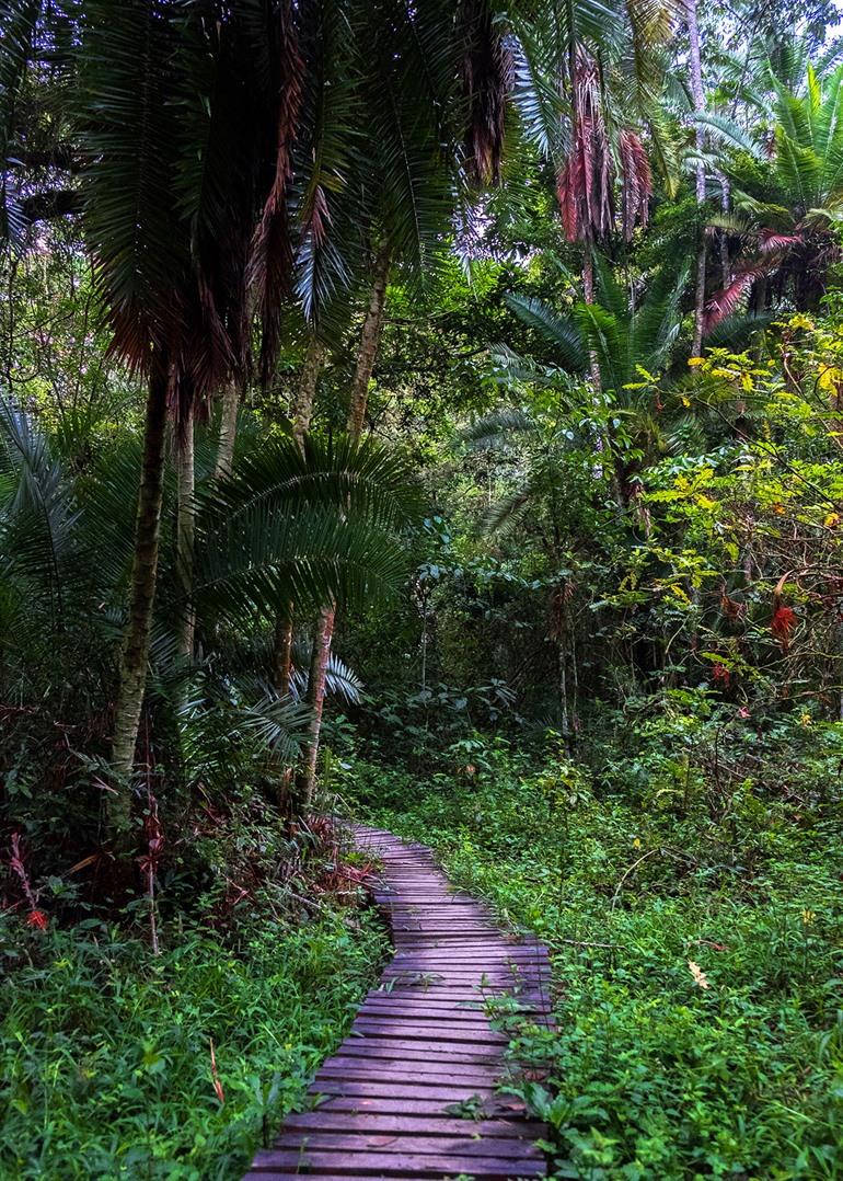 Chimpansee spotten in het Kibale National Park