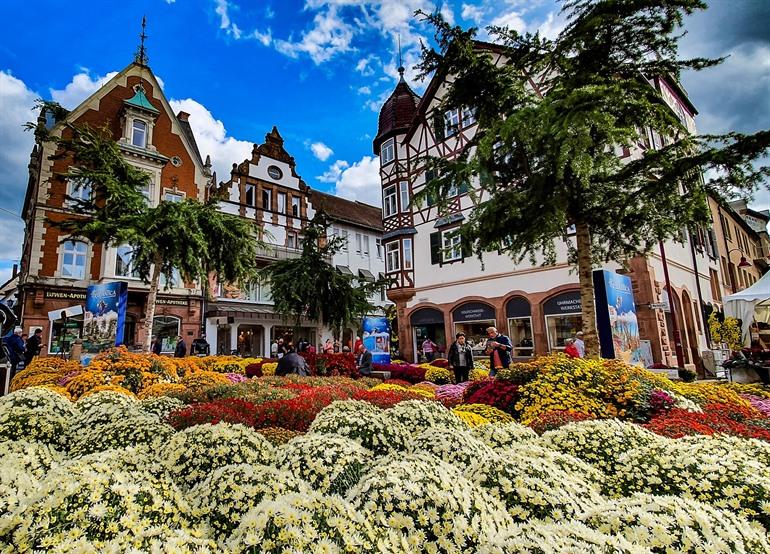 Chrysantenfestival in Lahr in het Zwarte Woud