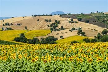 Cingoli, Le Marche, Italië