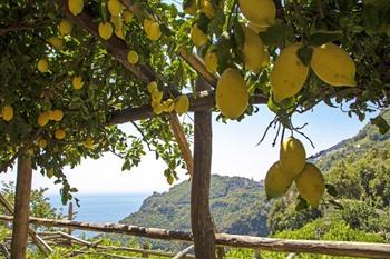 Citroengaard in Sorrento
