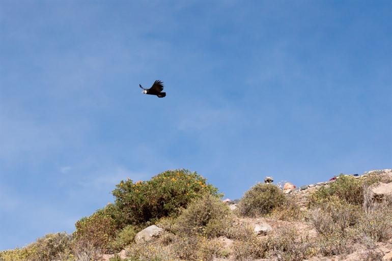 Condors boven de vele uitzichtpunten