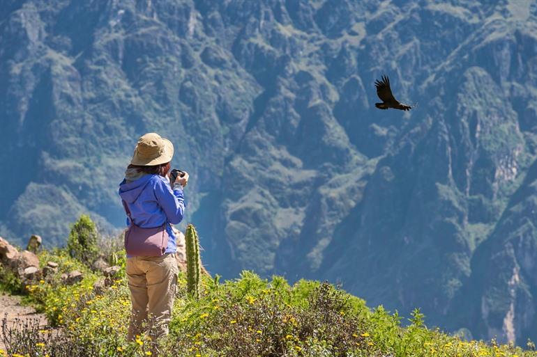 Condors spotten op grote hoogte in Peru