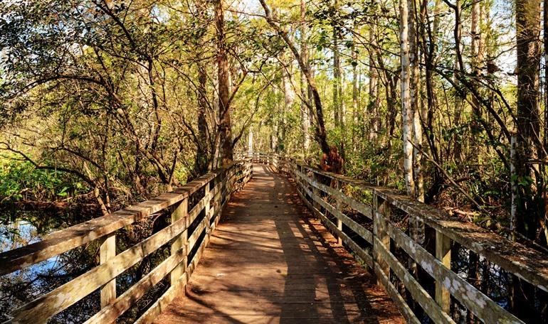 Corkscrew Swamp Sanctuary