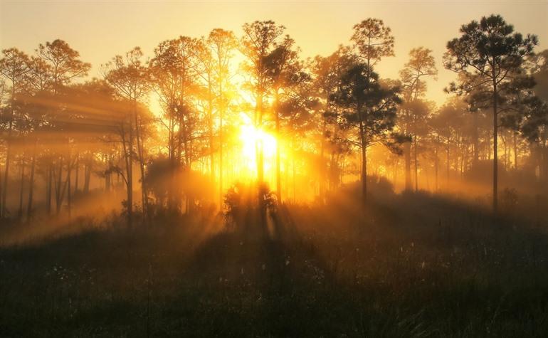 Corkscrew Swamp Sanctuary