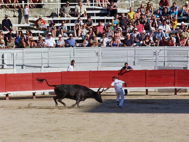 Courses Camarguaises