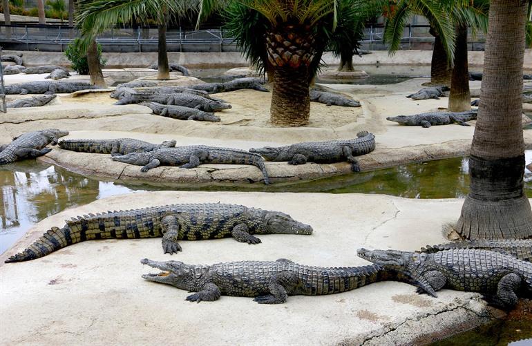 Crocodile Park in Torremolinos bezoeken