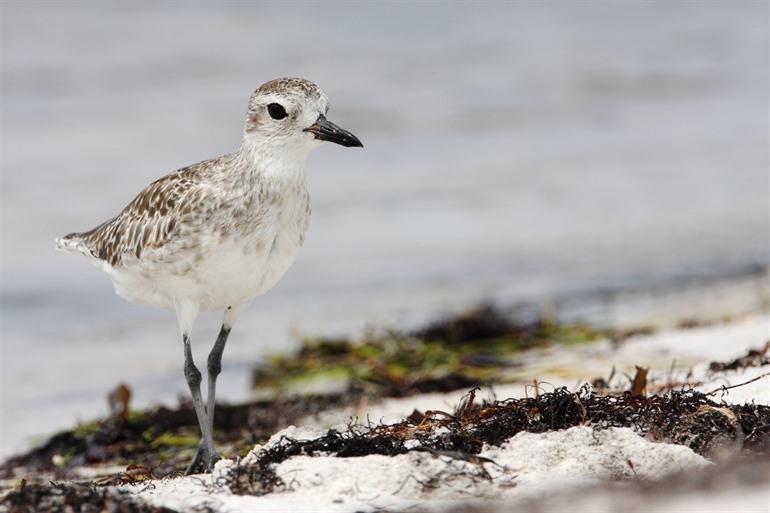 Curry Hammock State Park