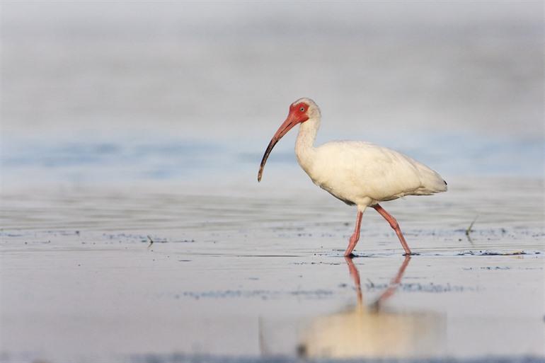 Curry Hammock State Park