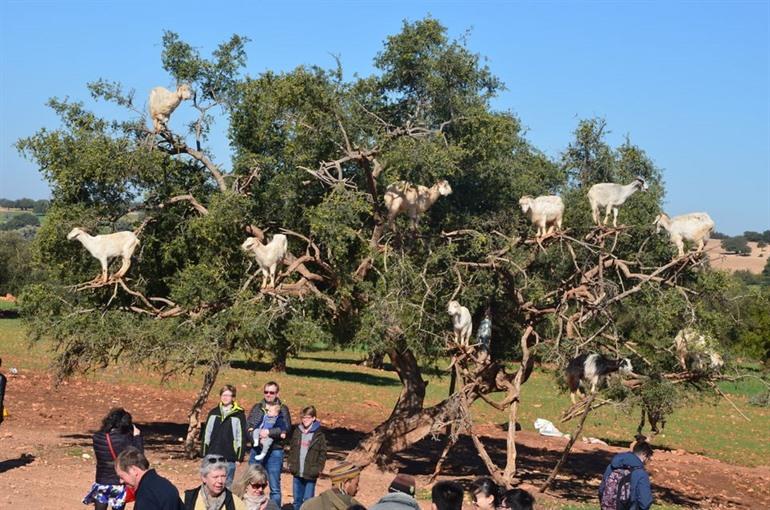 Daguistap naar Essaouira