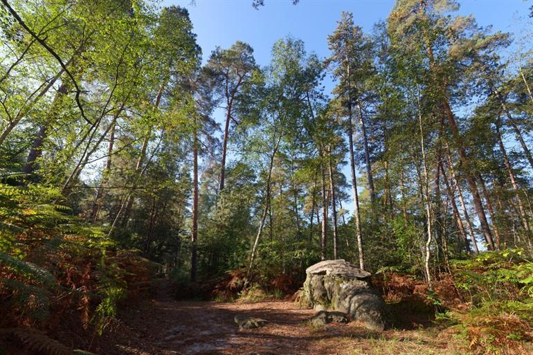 De bossen in Ermenonville