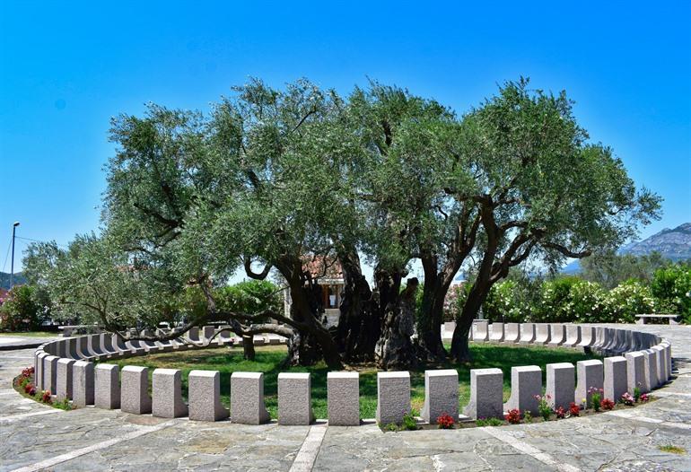 De olijfboom Stara Maslina in Bar