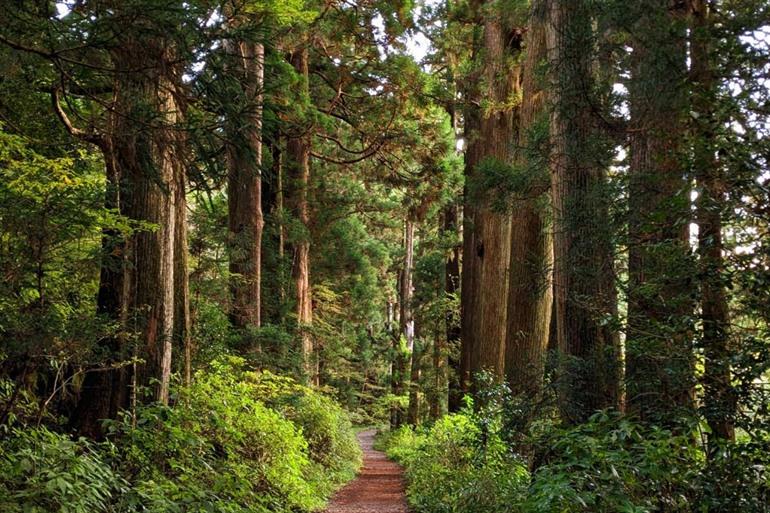 De oude cederlaan van Hakone