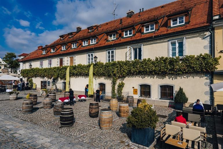 De oudste wijnrank ter wereld Maribor
