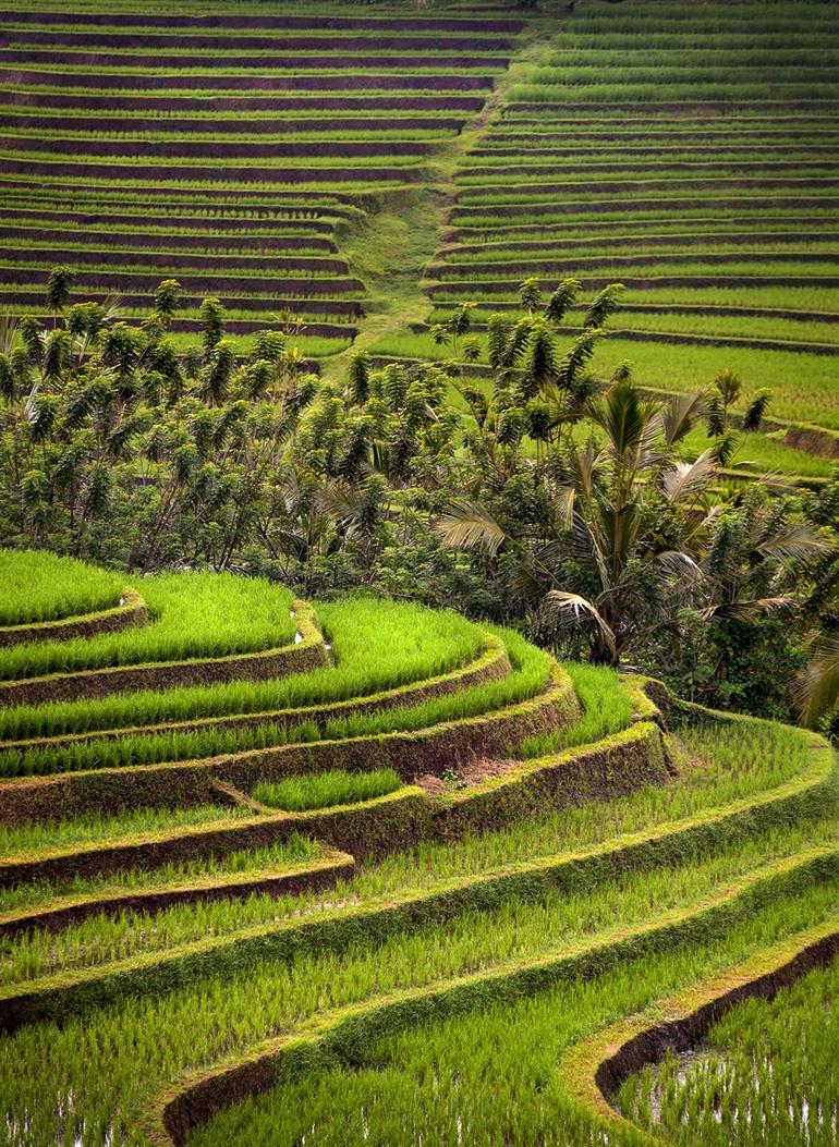 De rijstvelden van Belimbing, Bali