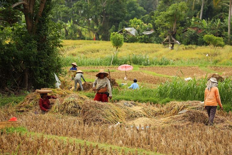 De rijstvelden van Rendang, Bali