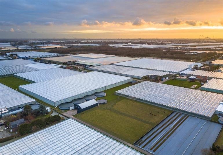 De serres van Westland bezoeken, Holland