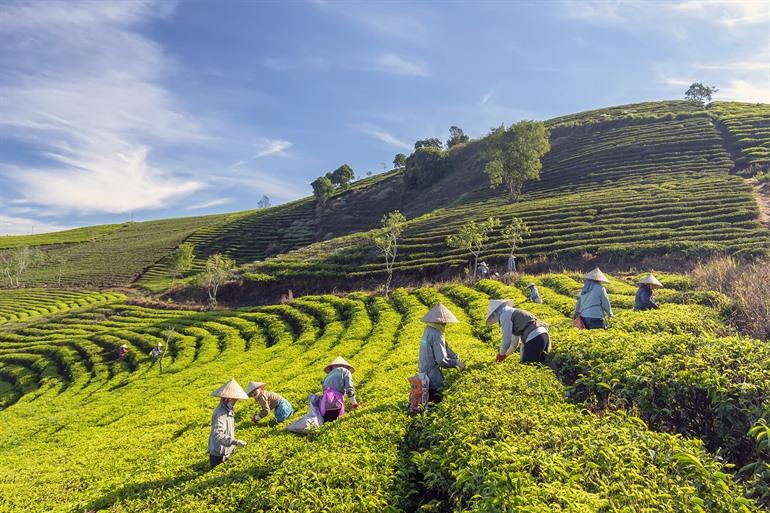 De theeplantages bij de Cau Dat Tea Hill