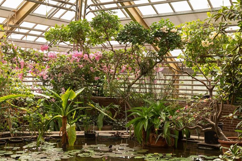 De tropische kassen in Hortus Botanicus Leiden, Nederland
