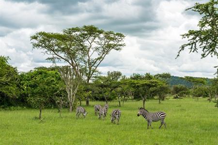 De zebra's in Lake Mburo National Park