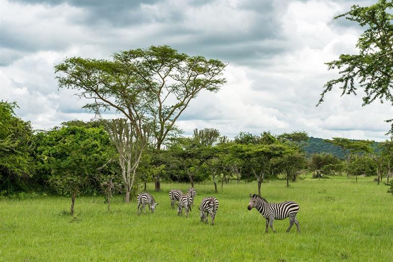 De zebra's in Lake Mburo National Park
