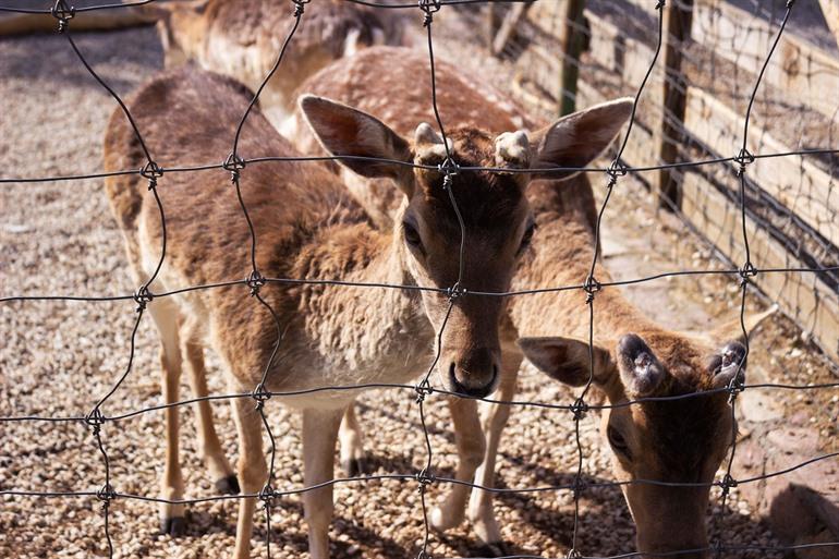 De zoo van Skopje, Noord-Macedonië