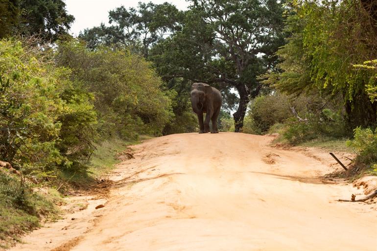 Dieren spotten in Yala National Park