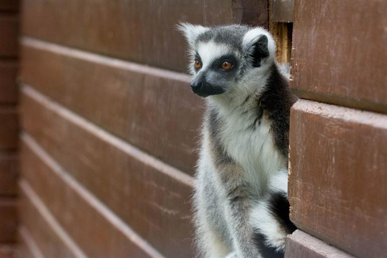 dierenpark de oliemeulen