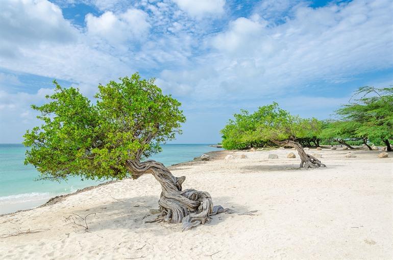 Dividivi bomen op Eagle Beach, Aruba