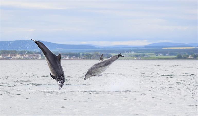 Dolfijnen bij Chanonry Point, Schotland