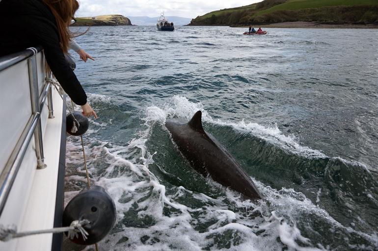 Dolfijnen en walvissen spotten rondom Dingle, Ierland