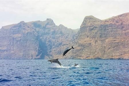 Dolfijnen spotten op Tenerife
