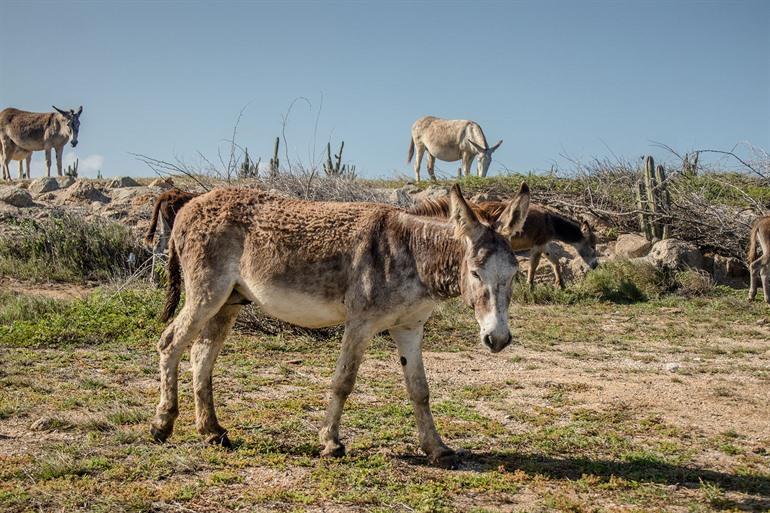 Donkey Sanctuary Aruba, ABC-eilanden