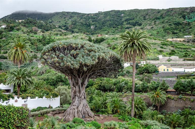 Drakenbomen in Icod de Los Vinos (Tenerife)