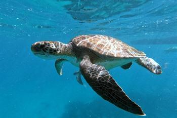 Duiken op het eiland São Vicente, Kaapverdië