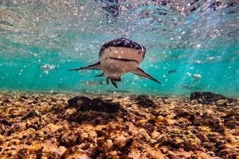 Duiken tussen de citroenhaaien op Sal