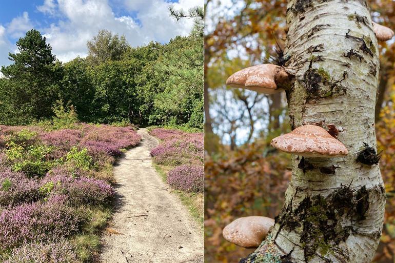 Duingebied Solleveld bezoeken, Zuid-Holland