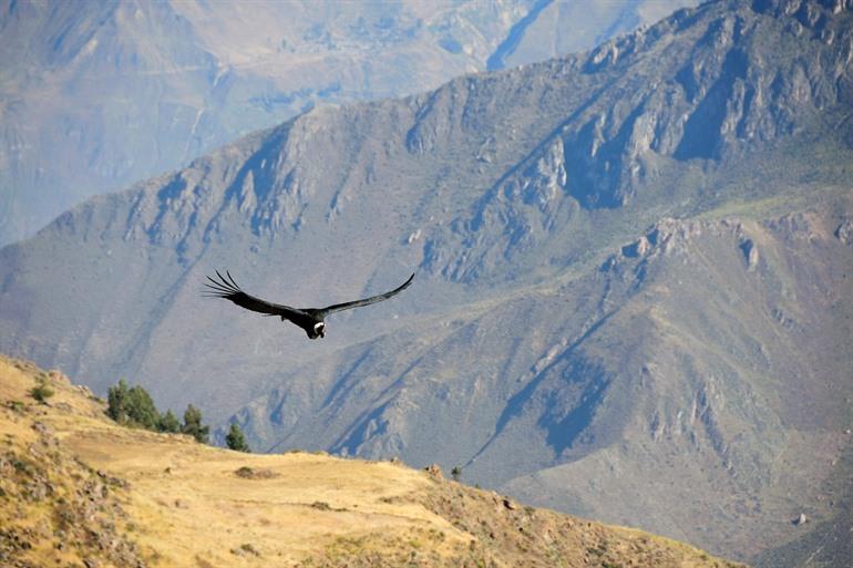 Een Andescondor vliegt voorbij in de Colca Canyon