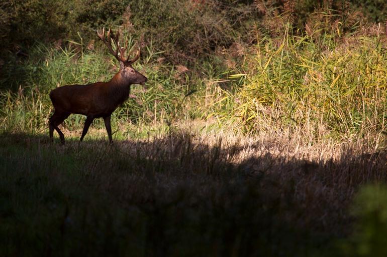 Een hert in Natuurpark Lelystad