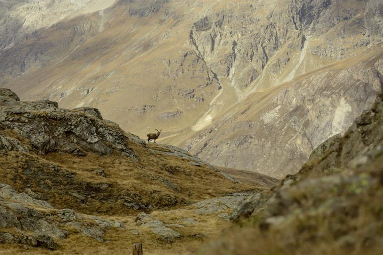Een steenbok in de Alpen