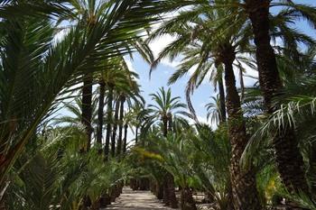 Elche, Museo del Palmerar