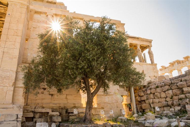 Erechtheion olijfboom
