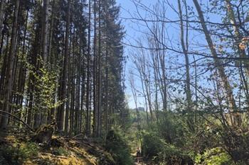 Etappe 1: La Roche-en-Ardenne naar Sainte-Ode