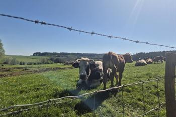 Etappe 1: La Roche-en-Ardenne naar Sainte-Ode