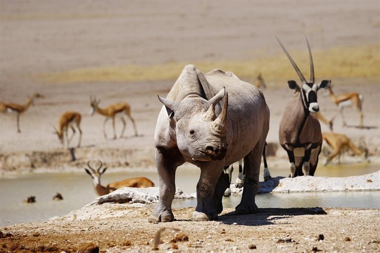 Etosha National Park