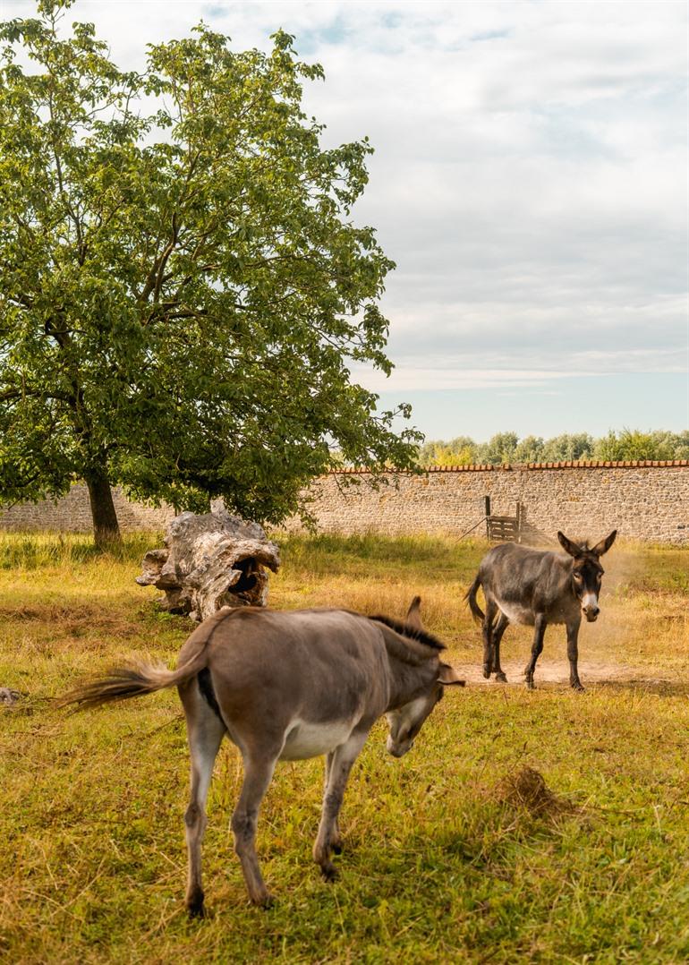 Ezels langs de landelijke wegen