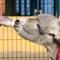 Ezels voederen in het Donkey Sanctuary Bonaire