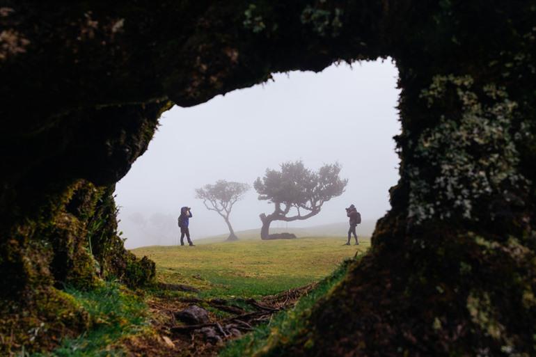 Fanal-bos in Madeira