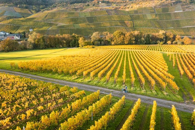Fietsen door de wijngaarden in de Moezelstreek