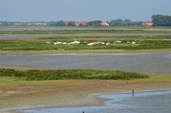 Fietsroute vanuit Zierikzee tot Renesse